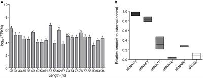 Biological Functions and Cross-Kingdom Host Gene Regulation of Small RNAs in Lactobacillus plantarum-Derived Extracellular Vesicles